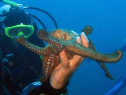 Octopussy - Isola d'Elba Canon Digital Ixus 700 - Case WP... by Riccardo Colaiori 